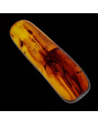 Fossile Ambre avec insecte Diptera