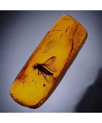 Fossile Ambre avec insecte Diptera