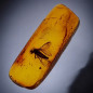 Fossile Ambre avec insecte Diptera