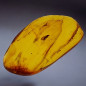 Fossile Ambre avec insecte Diptera