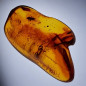 Fossile Ambre avec insecte Diptera