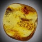 Fossile Ambre avec insecte Diptera