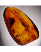 Fossile Ambre avec insecte Nematocera