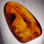 Fossile Ambre avec insecte Nematocera