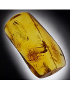 Fossile Ambre avec insecte Dolichopodidae