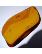 Fossile Ambre avec insecte Chironomidae