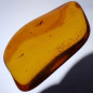 Fossile Ambre avec insecte Chironomidae