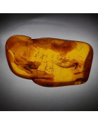 Fossile Ambre avec insecte Chironomidae