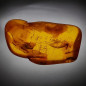 Fossile Ambre avec insecte Chironomidae