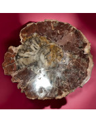 Bois fossilisé 2232g