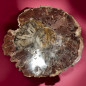 Bois fossilisé 2232g