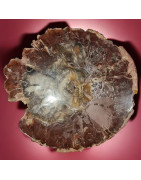 Bois fossilisé 2232g
