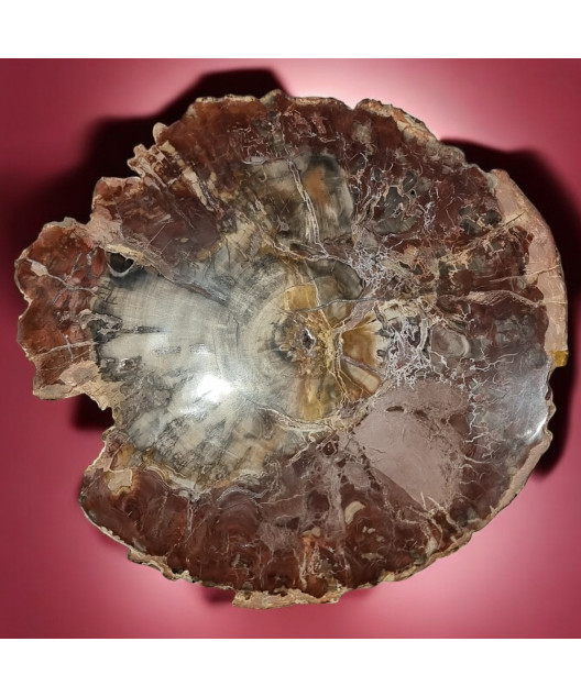 Bois fossilisé 2232g