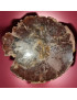 Bois fossilisé 2232g