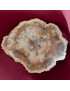Bois fossilisé 959g