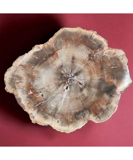 Bois fossilisé 959g