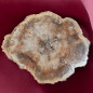 Bois fossilisé 1088g