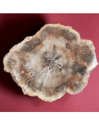 Bois fossilisé 1088g