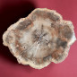 Bois fossilisé 1088g
