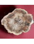 Bois fossilisé 1088g