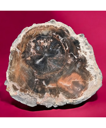 Bois fossilisé 884g