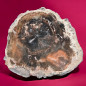 Bois fossilisé 884g