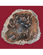 Bois fossilisé 884g