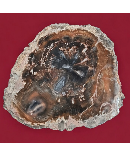 Bois fossilisé 884g