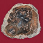 Bois fossilisé 884g