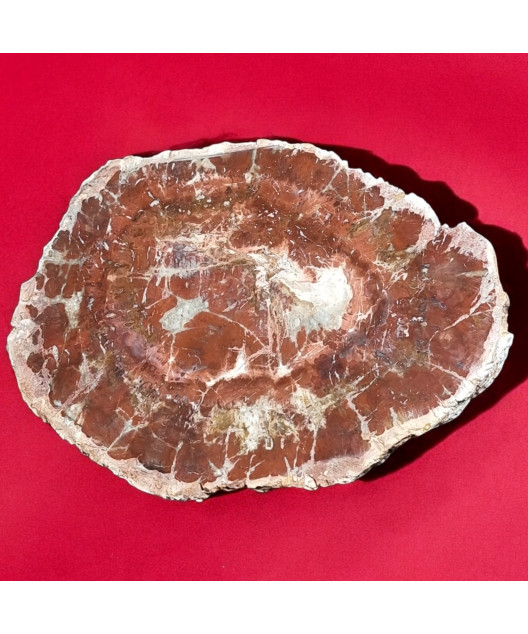 Bois fossilisé 1607g