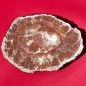 Bois fossilisé 1607g