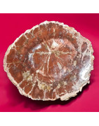 Bois fossilisé 1534g