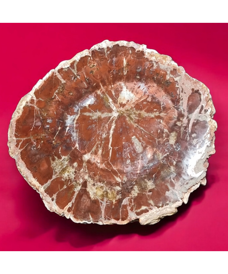 Bois fossilisé 1534g