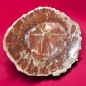 Bois fossilisé 1534g