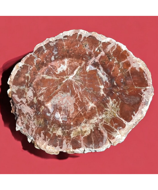 Bois fossilisé 1534g
