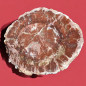 Bois fossilisé 1534g