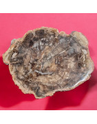 Bois fossilisé 2010g