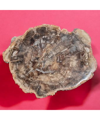 Bois fossilisé 2010g