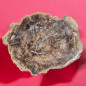 Bois fossilisé 2010g