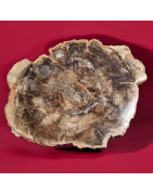 Bois fossilisé 2010g
