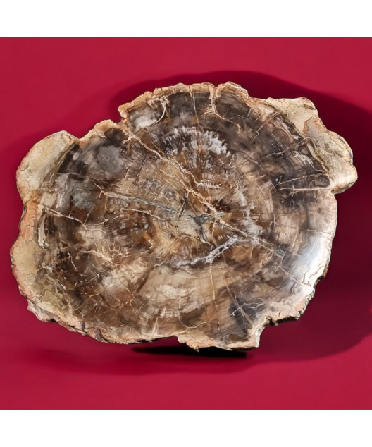 Bois fossilisé 2010g
