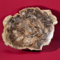 Bois fossilisé 2010g