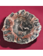 Bois fossilisé 802g