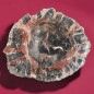 Bois fossilisé 802g