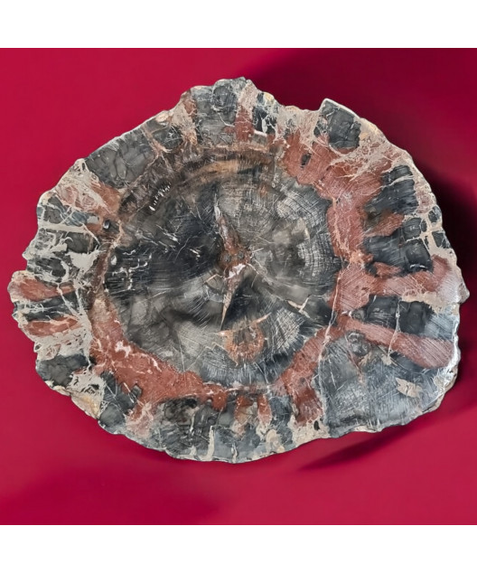 Bois fossilisé 802g