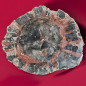 Bois fossilisé 802g
