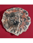 Bois fossilisé 1174g