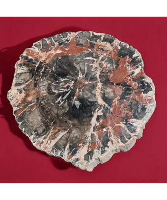 Bois fossilisé 1174g