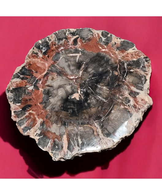 Bois fossilisé 1174g