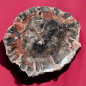 Bois fossilisé 1174g